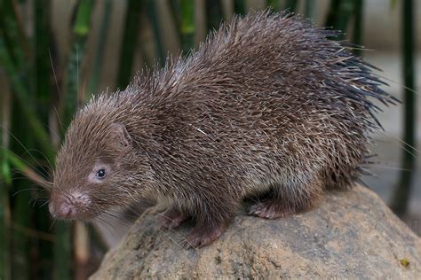 philippine porcupine.